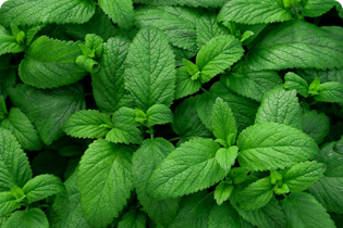 Tehnologija Buletedan