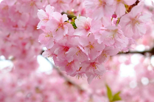 Tehnologija Buletedan